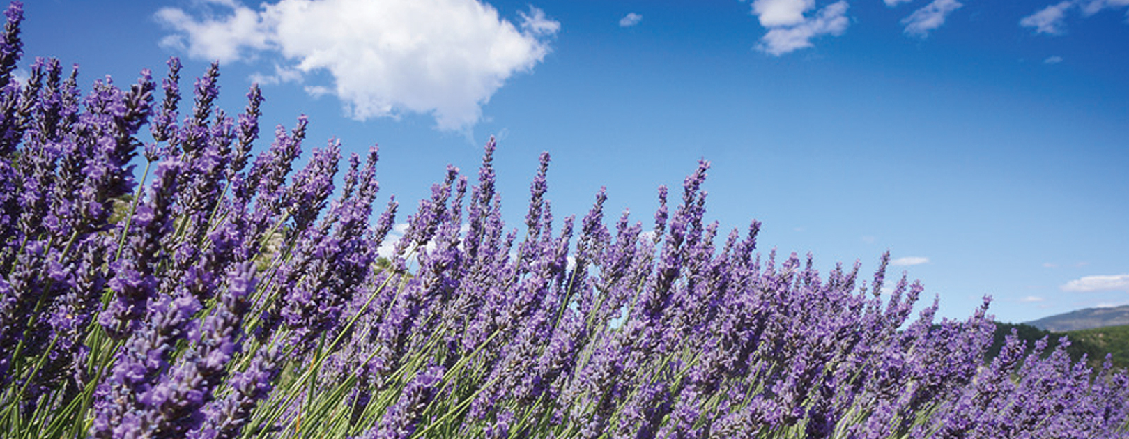 NEAL'S YARD REMEDIES